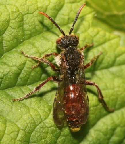 Nomada rubiginosa